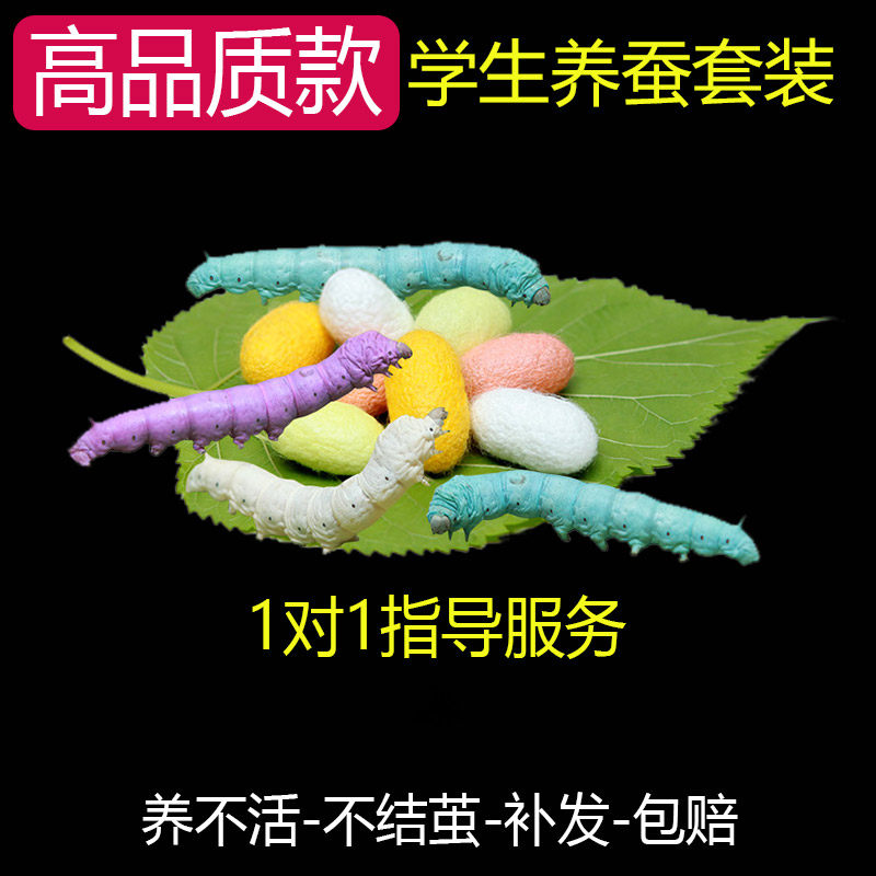 25年必买!蚕宝宝学生养蚕套装|新手0失败,桑叶+活卵全包-蚕宝宝-淘宝好物网