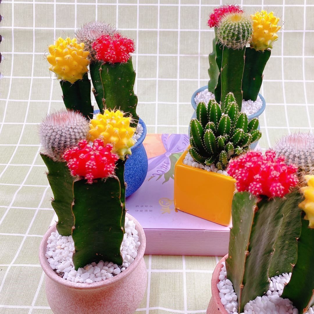 Color cactus three-color ball combination flowering potted indoor radiation protection new succulent office desktop green plants