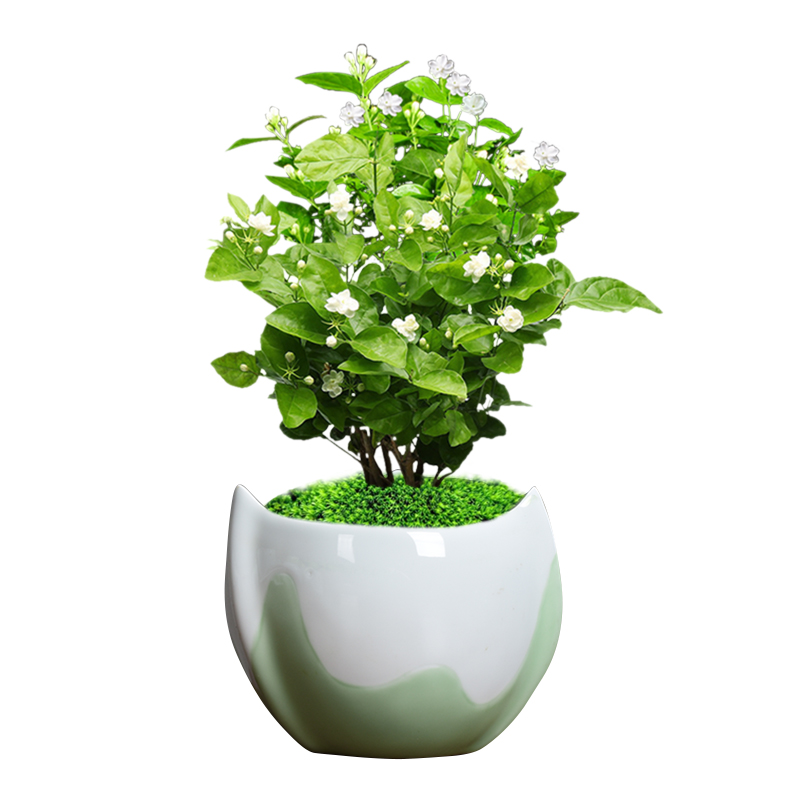 Ceramic green plant large special pot money plant orchid fleshy the plants potted special simplicity Nordic desktop clearance