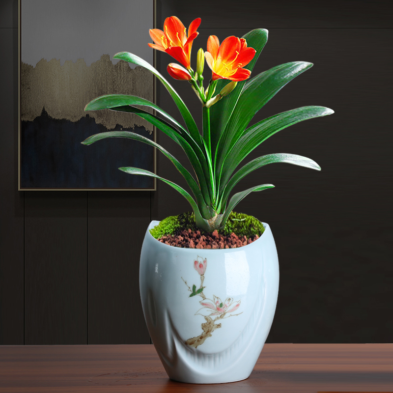 Large flower pot in twelve Chinese rose, celadon ceramic green plant, fleshy asparagus I and contracted creative orchid is special
