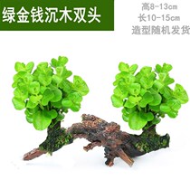 Antirrhinum fish tank landscaping package real water grass ecological grass tank mini easy-to-live water-raised natural plant cattail grass