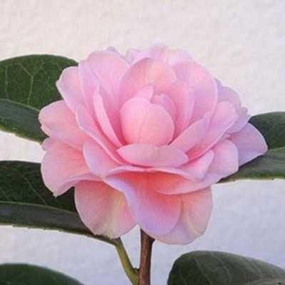 20 pcs balsam seeds pink garden flower seeds. balsam seed cam