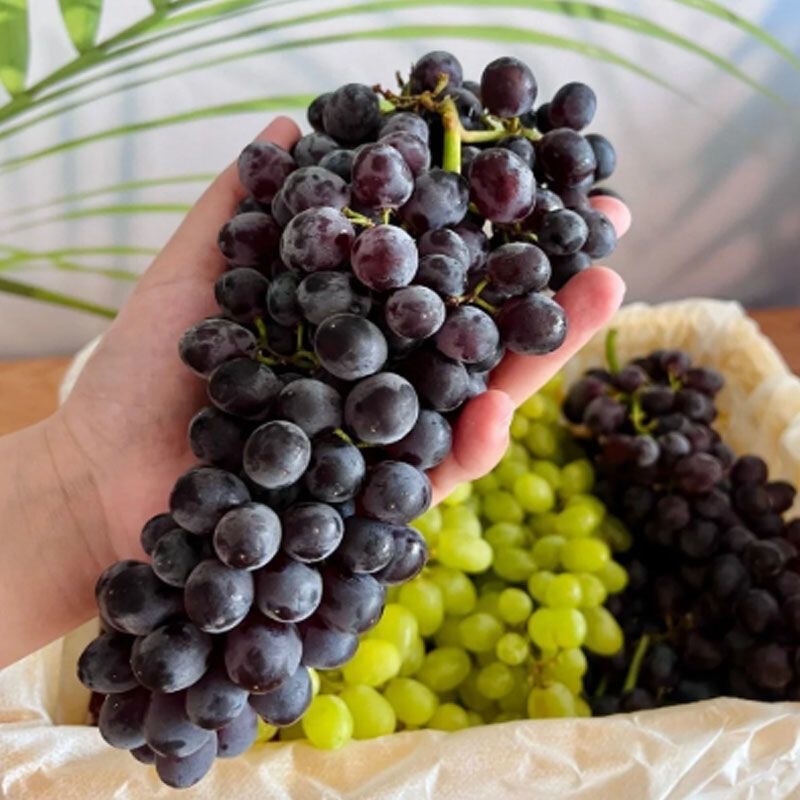 Simulated Fruit Fake Kyoho Grape Realistic Plastic Grape Prop Model Ornament Decoration Photo Prop Toy High-End Feel Simulated Fruit Fake Kyoho Grape Realistic Plastic Grape Prop Model Ornament Decoration Photo Prop Toy High-End Feel