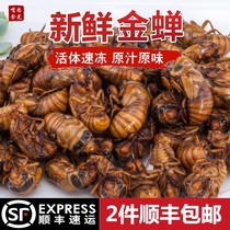 The Golden Cicada knows the monkey cicada pupa climbing fork Monkey Mountain East live golden cicada a climbing fork turtle Tang monk meat Golden Cicada fresh 100