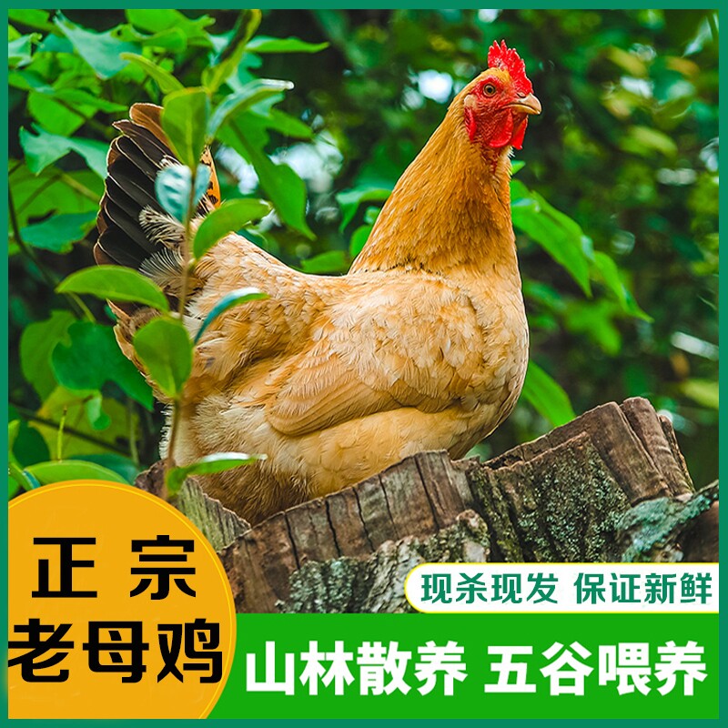 三年老母鸡与生鲜现杀鸡有什么区别？-整鸡-淘宝百科网