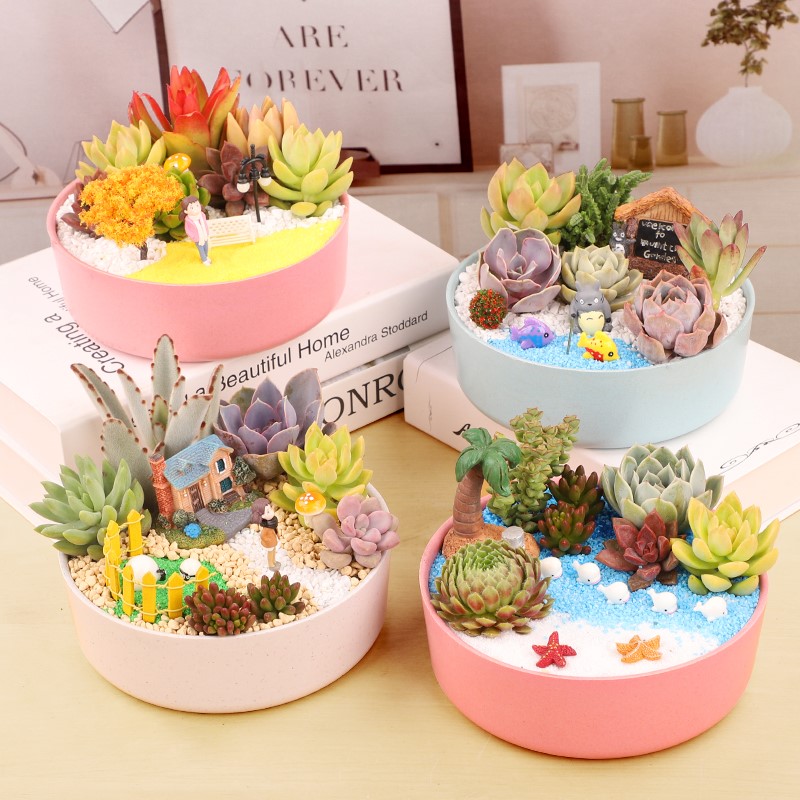 Succulent plant diy combination fresh green plant with nutrient soil creative office desktop ornaments indoor beautiful potted plants