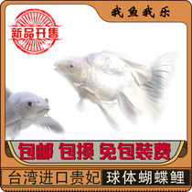 Imperial concubine butterfly carp short body spherical koi cold water fish national style small koi lanshou living ornamental fish