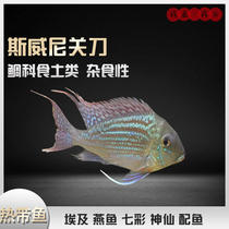 Sweeney's knife red pearl three lakes bream earth bream fish miscellaneous bream manlong bream fish three rats short bream series