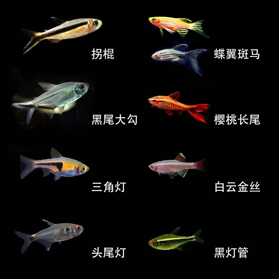 Walking Stick White Cloud Golden Silk Cherry Long Tail Head Tail Light Golden Triangle Light Black Tail Large Hook Candy Butterfly Winged Black tube