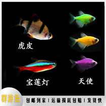 Baolian lantern fish small tiger skin Mary ball small lantern fish blood Lily apple angel fish butterfly wing zebra tiger spot angel