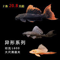 Daqingdofu special-shaped fish tropical fish L600 imperial blood diamond tank ornamental fish live in stock