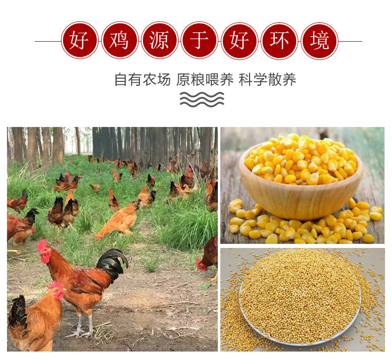 正宗农家散养童子鸡 2斤*2只 图6