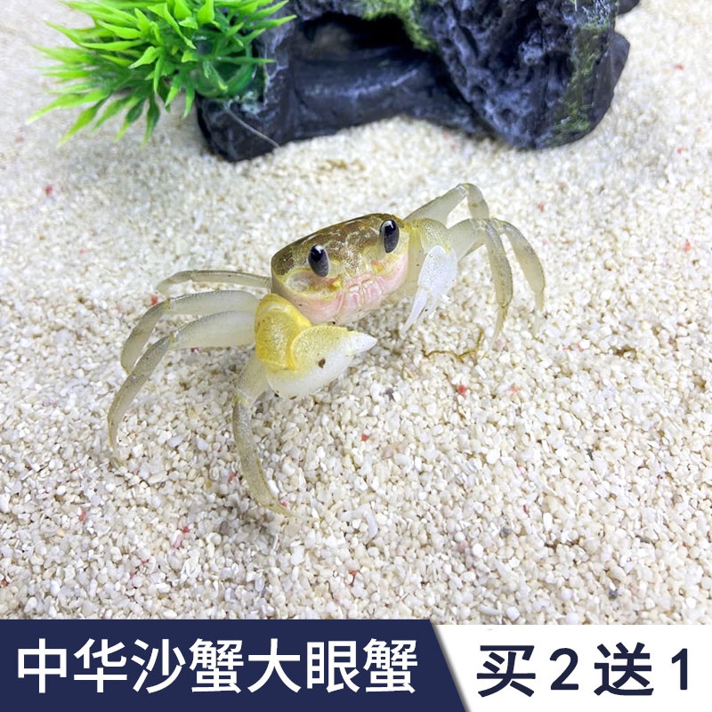 Sand Crab Living Pet Small Crab Easy Living Table Spotting Crab Cute Big Eyes Crab Sloth People Little Pet Living