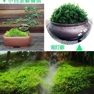 Moss micro-landscape white hair moss orchid moss fresh pavement rockery rain tank bonsai green moss plant