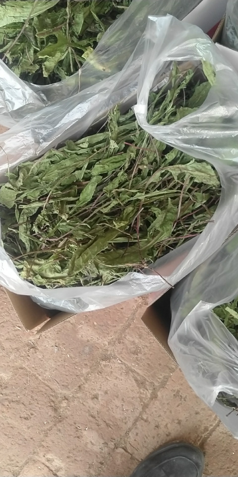 Grass boss dandelion rabbit chinchilla guinea pig nutrition delicious hay high quality molar beauty hair gross weight 500g