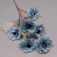 Голубая 6 -годовой камеллия дымка голубой