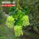 Mô phỏng Hoa Wisteria Hoa nhân tạo Hoa Đậu Hoa Violet Trang trí đám cưới Mây trần Câu cá Hoa nhựa Vine Vine - Hoa nhân tạo / Cây / Trái cây