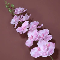 9-х головой сложенной фалаенопсис-пинк