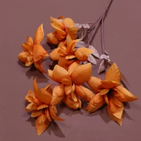 Абрикосовые 5 голов в Xi Yanhua-Orange