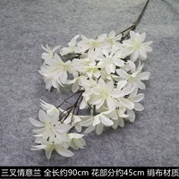 Любовь орхидея-белая