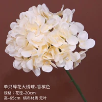 Шампанское цветовое цветочное цветочное гортензии