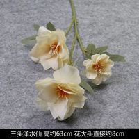 Шампанский цвет-три иностранного нарцисса