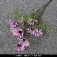 五头雏菊—紫色 满5枝包邮