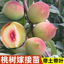 Peach tree seedlings Guangdong Lianping Eagle beak peach seedlings grafted with yellow peach trees amaranth peach seedlings planted in the north and south