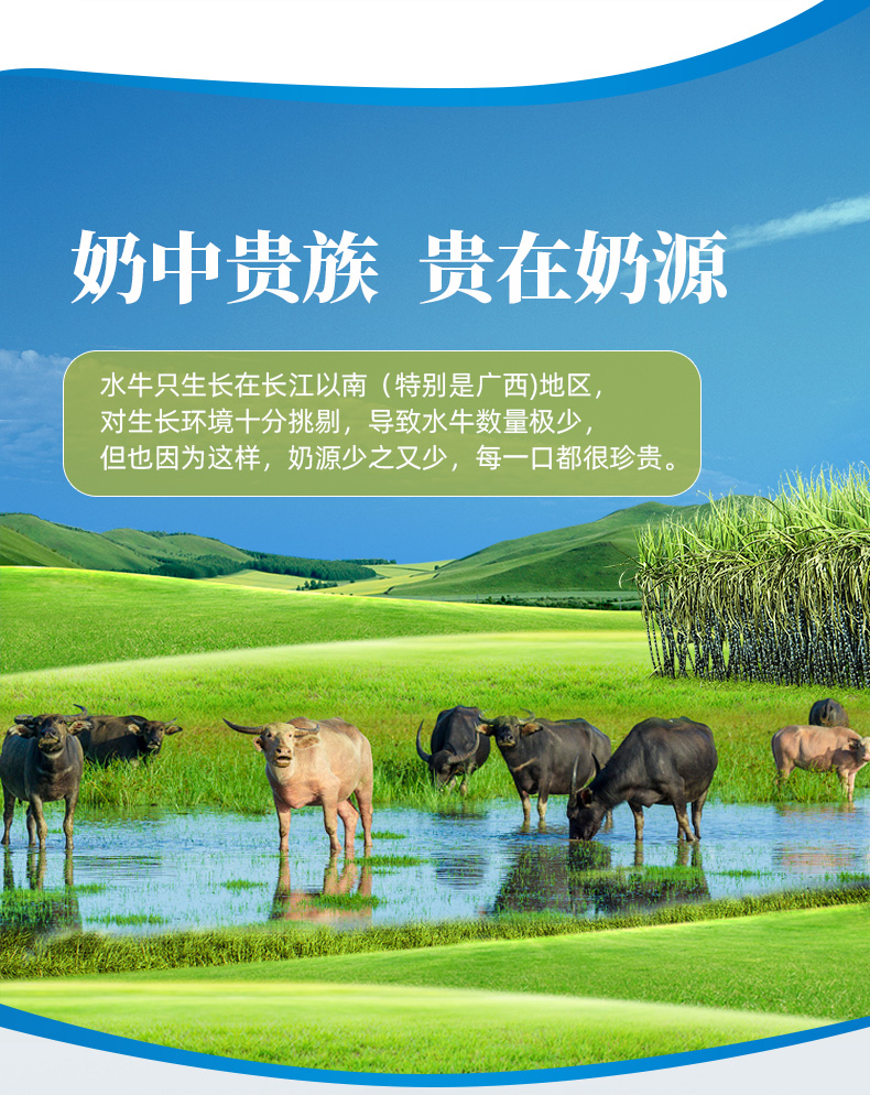 奶中珍品 见证 4.0高蛋白 全脂水牛奶 200ml*10盒 图3