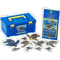 (Direct mail from Japan) COLORATA turtle parent-child box 3D reptile turtle simulation doll box