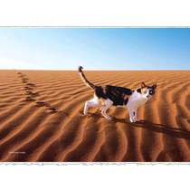 (Direct mail from Japan) EPOCH Mitsuaki Iwago Desert of Dawn Jigsaw Puzzle