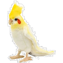 (Direct mail from Japan) HANSA doll BH6457 Parrot 21 childrens cute plush fabric toy ornaments