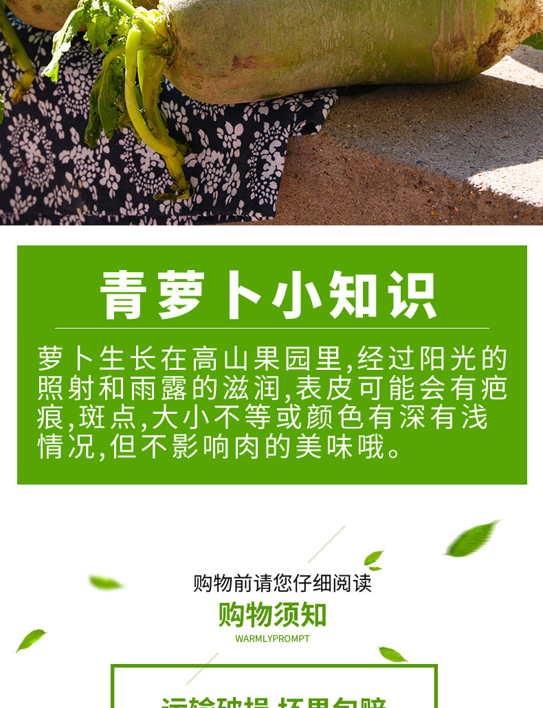 逗嘴鼠 潍坊潍县水果萝卜 净重4.5斤 图14