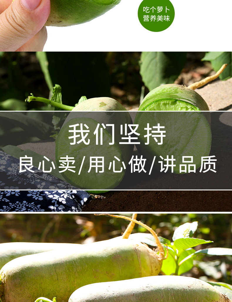 逗嘴鼠 潍坊潍县水果萝卜 净重4.5斤 图13