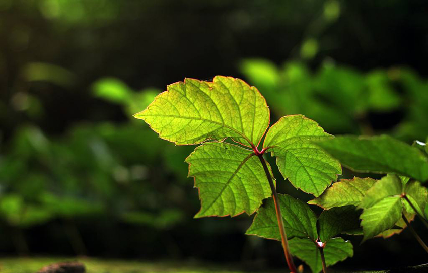 了解爬山虎的种植方法，很快就能爬满墙1