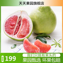 Tien Orchard Thai local tyrant red pomelo 1 Hermes red pomelo weighing about 1 4kg