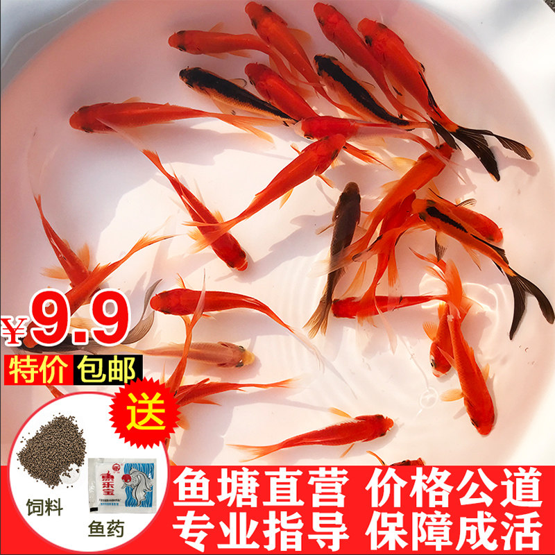 Grass goldfish live koi carp koi live fish ornamental fish freshwater fish cold water fish small fry red crucian carp small goldfish