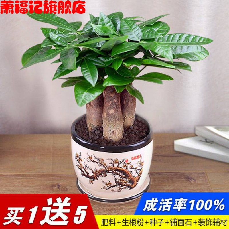 Rich tree the plants ceramic pot indoor soil raising flowers miniascape green plant Rich gold cash cow flowers sitting room