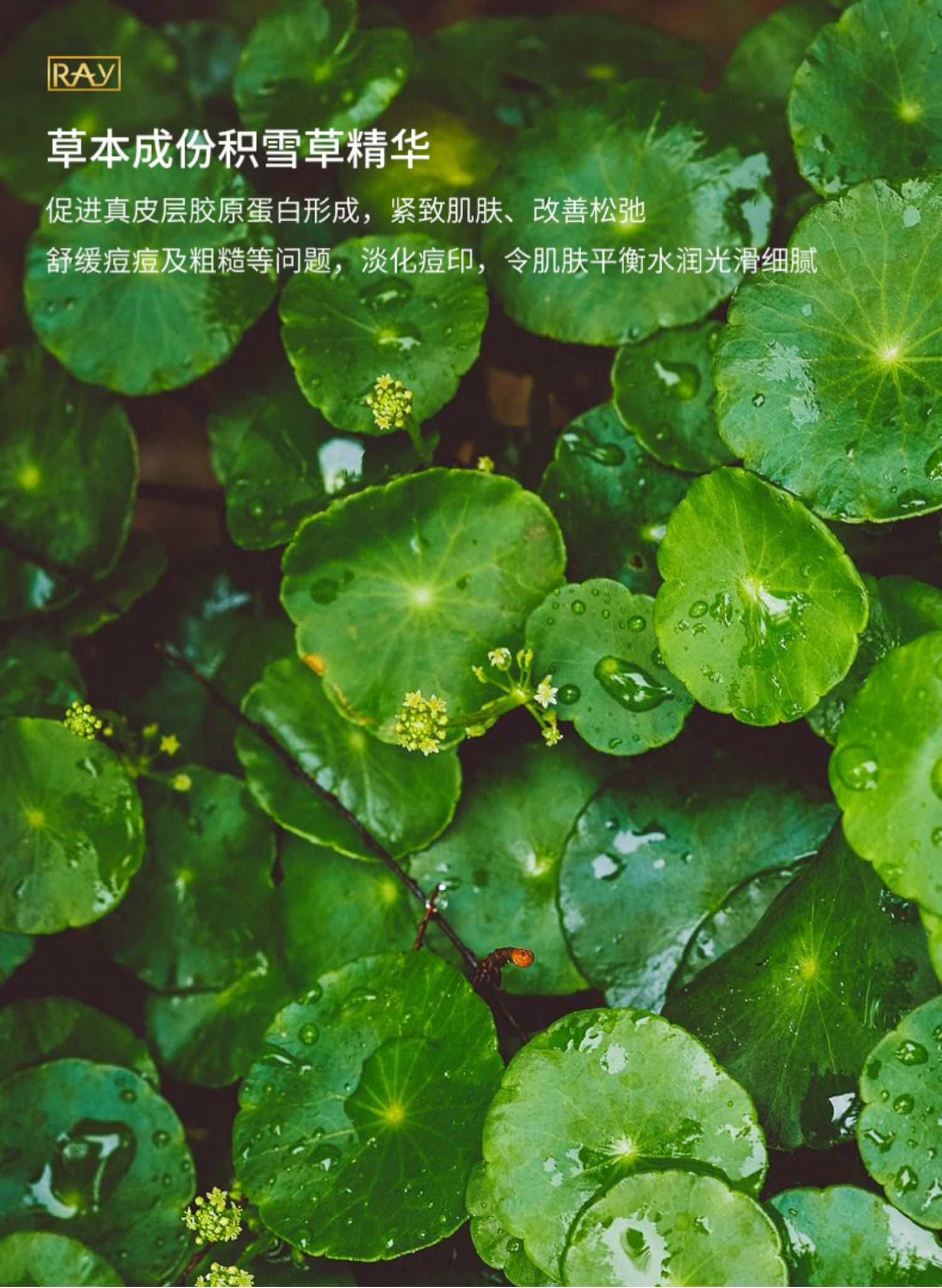 Bộ trang điểm Thái RAY RAY mặt nạ vàng và bạc Hydrating sửa chữa dưỡng ẩm làm sáng màu da chính thức của cửa hàng chính hãng - Mặt nạ mặt nạ trà xanh