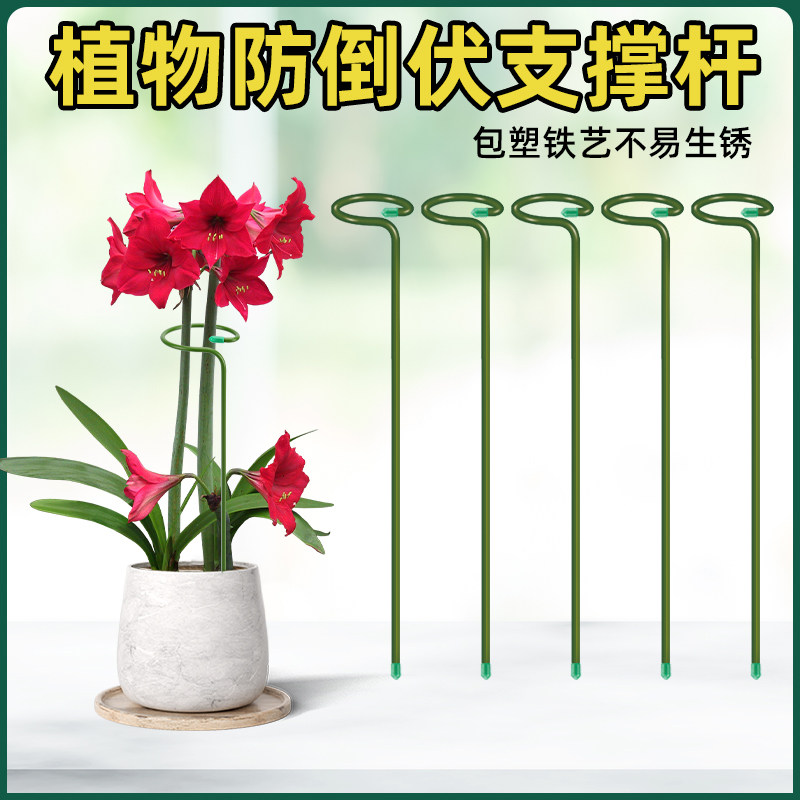 朱顶红植物龟背竹支撑杆花架花卉园艺防倒扶支架插花固定神器支架