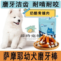 Samoye special pooch grindle dentity dentity grilled cheese chicken around teddy golden fur young adult dog 23 months