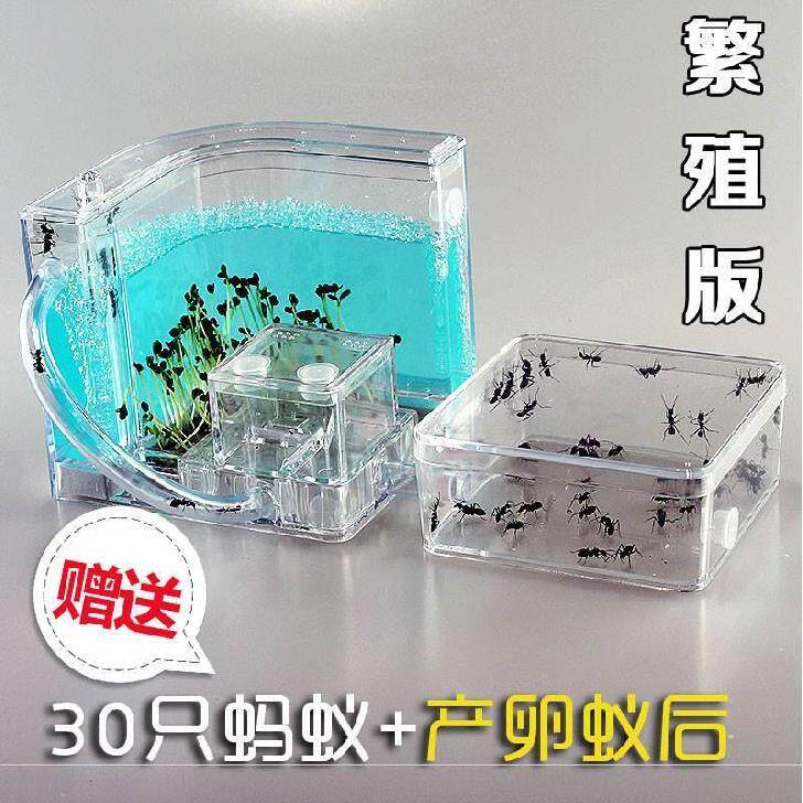 Ant Kingdom Castle Small Ant Workshop Large Toy Mini Live Animal Manor Deluxe Edition Oversized Sand