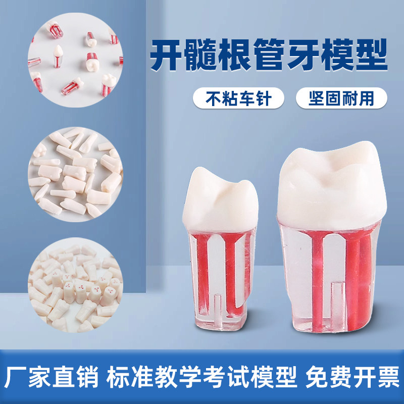 口腔考试练习根管牙离体牙模树脂牙齿开髓牙粒仿真牙齿模型教学