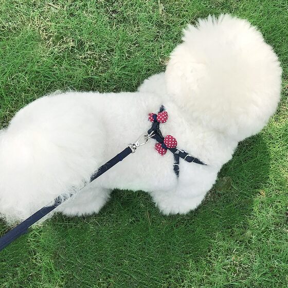 Cat traction rope small dog puppy dog ​​walking chain Teddy rope pet Pomeranian dog rope cat adjustable