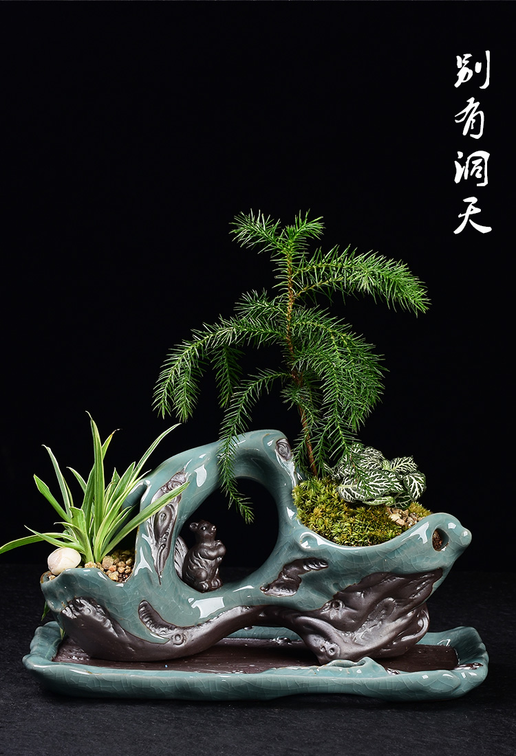 Elder brother up combination home desktop green plant calamus asparagus miniascape of violet arenaceous basin creative ceramic flowerpot with more meat tray