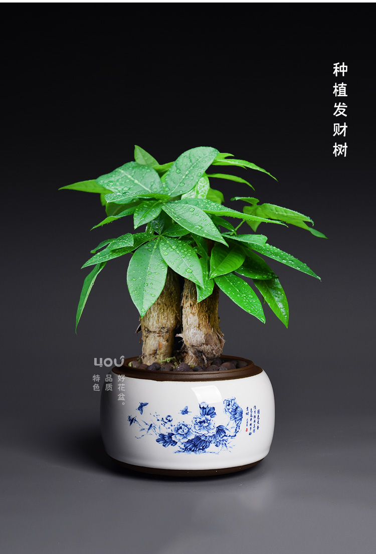 Creative ceramic large special butterfly orchid flower POTS violet arenaceous household green plant Chinese wind restoring ancient ways miniascape of blue and white porcelain basin