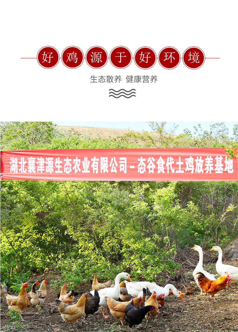 态谷食代 生态散 3个月 襄阳三黄鸡 2.5斤*2只 图1