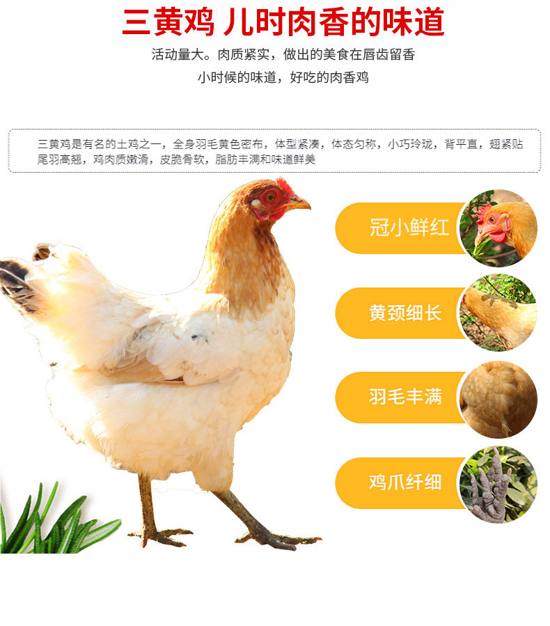 态谷食代 生态散 3个月 襄阳三黄鸡 2.5斤*2只 图2