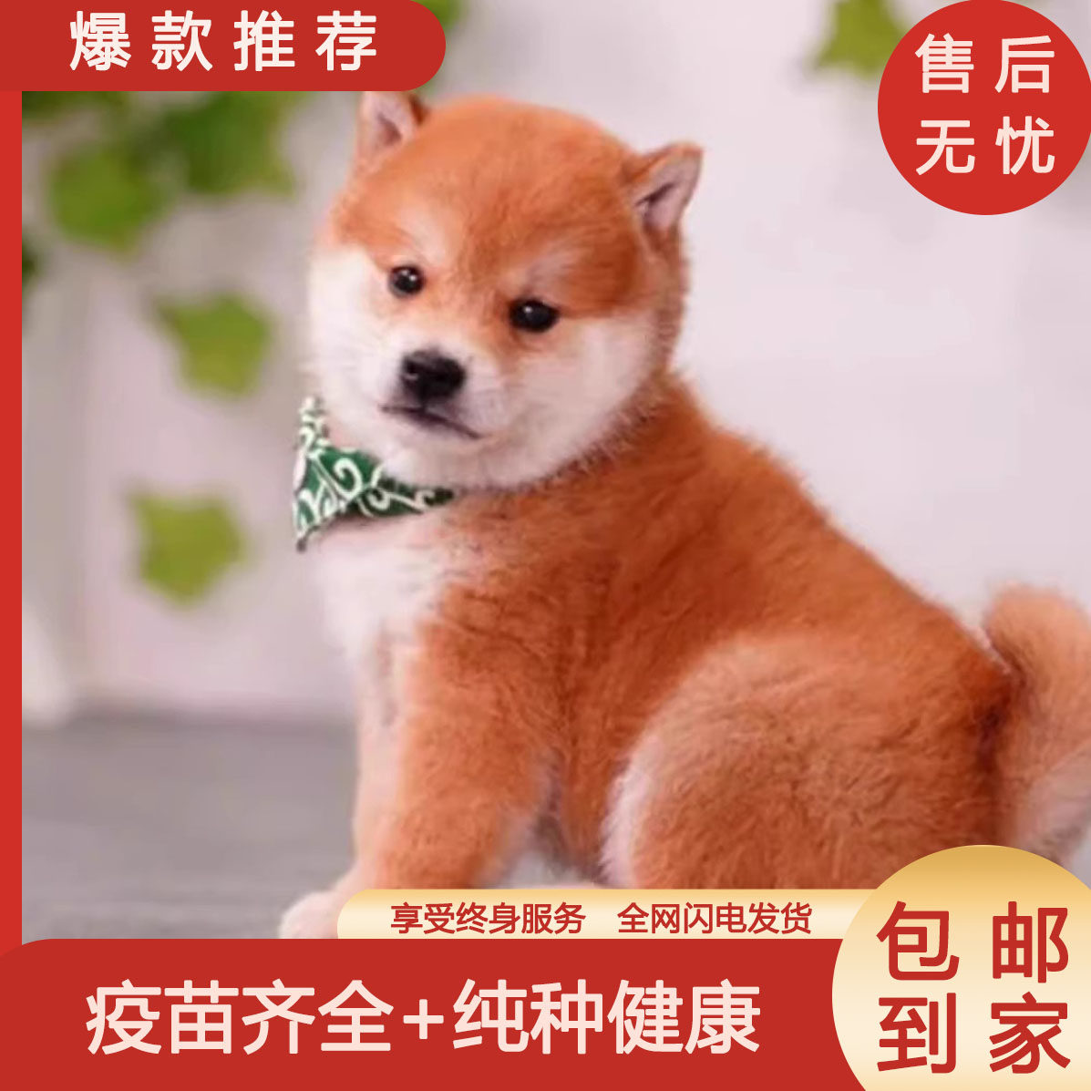 纯种柴犬幼犬赤柴黑色豆柴幼崽日本柴犬秋田小型犬双血统宠物狗狗，铲屎官必备萌宠攻略！-宠物摄影-淘宝好物网