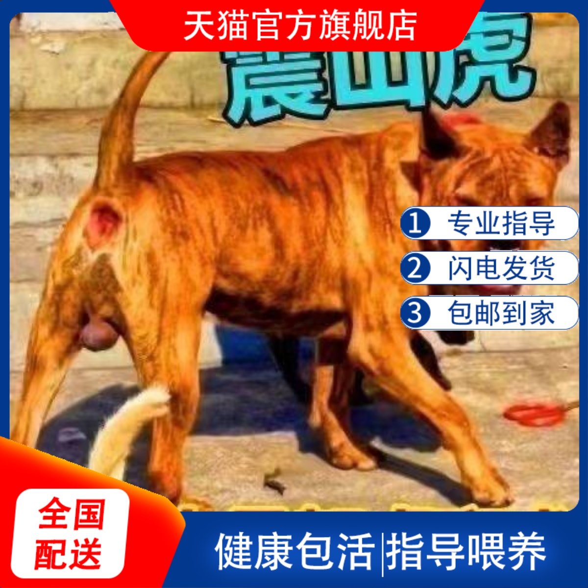 伯恩山犬知多少：從歷史到性格，再到訓練, image size:1200x1200